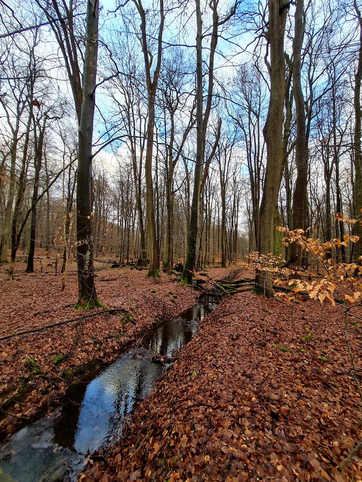 Frankfurter Stadtwald erkunden